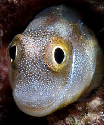 Full face portrait of blenny E300 and 50mm lens taken at ... by Nikki Van Veelen 